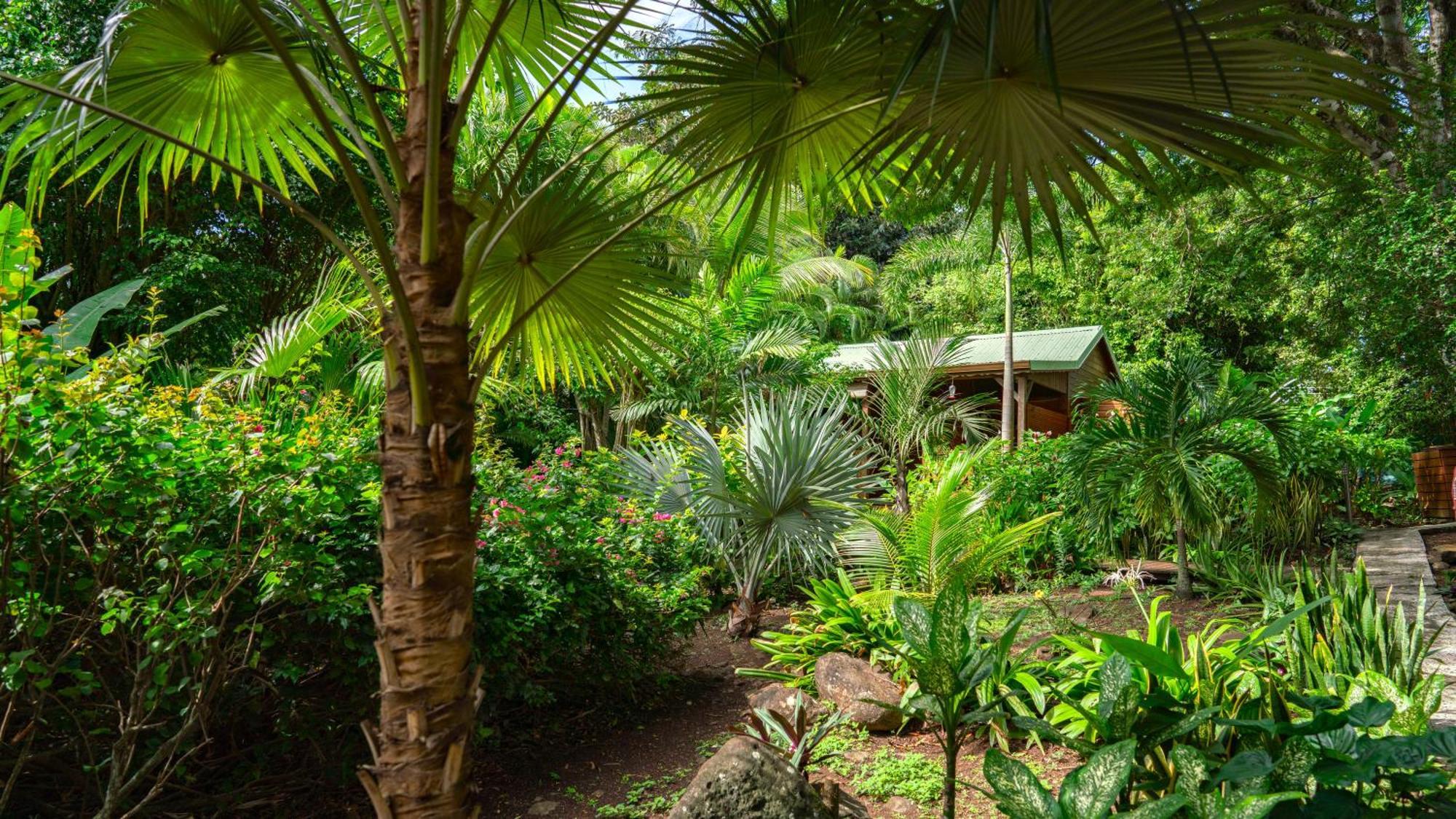 Au Jardin Des Colibris Ecolodge&Spa Deshaies Buitenkant foto